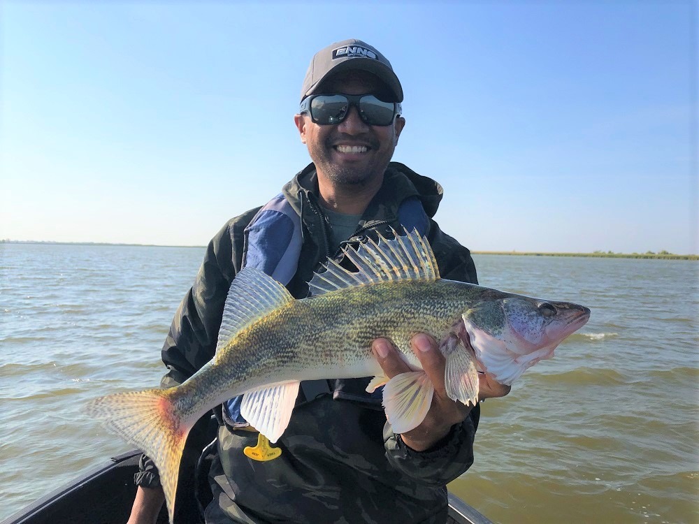 greenback walleye