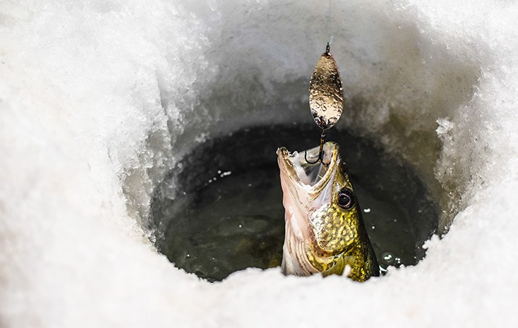 The night bite on #lakewinnipeg is better than the daytime bite! We gu, ice  fishing camper