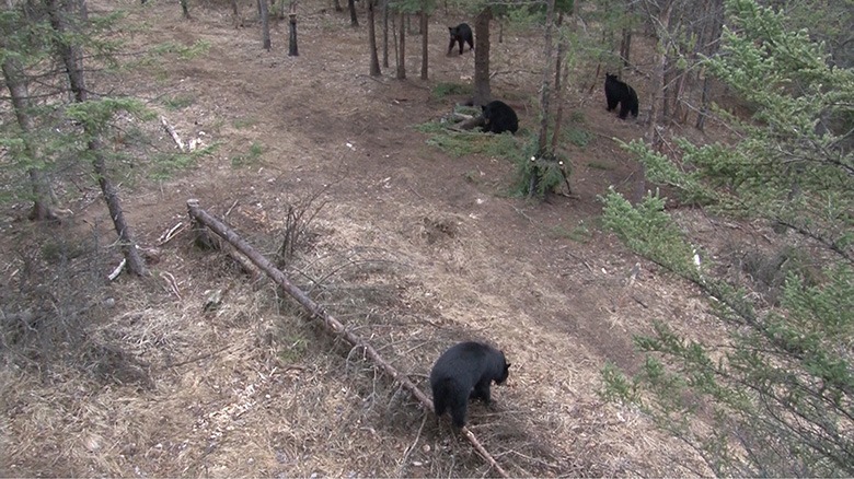 chasse à l'ours